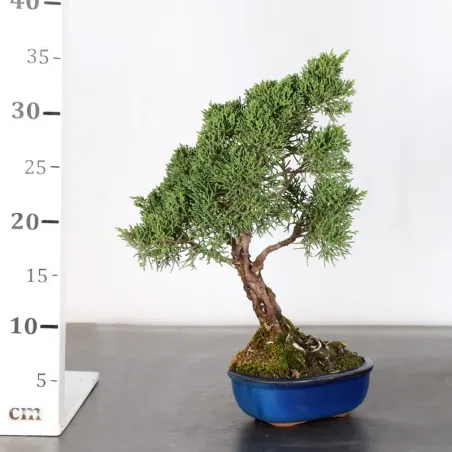image supplémentaire - GENÉVRIER "JUNIPERUS KISHU"...