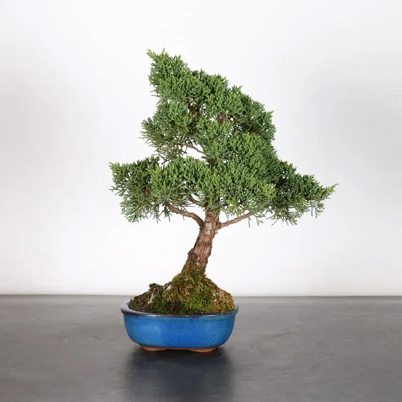 Bonsai Genévrier de Chine