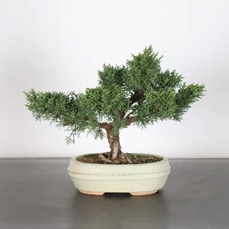 GENÉVRIER "JUNIPERUS KISHU" 1-19