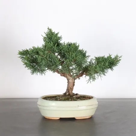 image supplémentaire - GENÉVRIER "JUNIPERUS KISHU"...