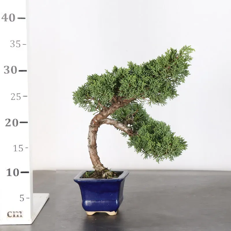 image supplémentaire - GENÉVRIER "JUNIPERUS KISHU"...