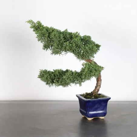 GENÉVRIER "JUNIPERUS KISHU" 1-20
