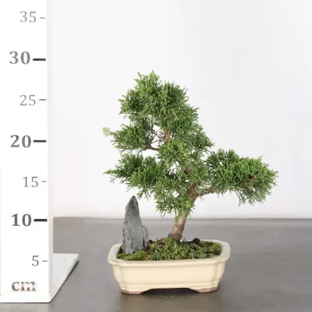 image supplémentaire - JUNIPER "JUNIPERUS...