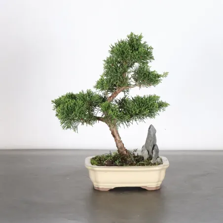 Bonsai Genévrier de Chine