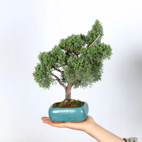 GENÉVRIER "JUNIPERUS KISHU" 2-1