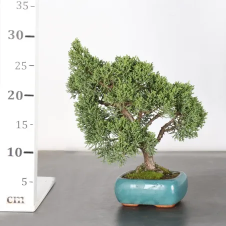 image supplémentaire - GENÉVRIER "JUNIPERUS KISHU"...