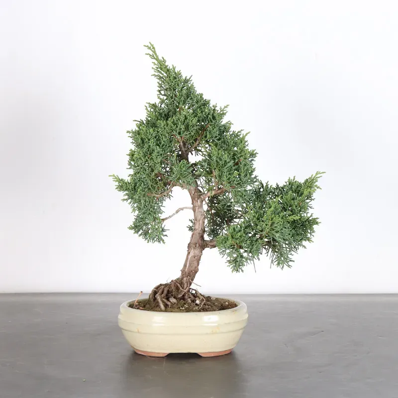GENÉVRIER "JUNIPERUS KISHU" 2-2