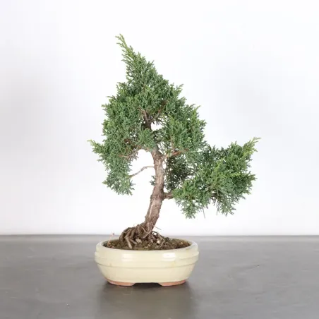 GENÉVRIER "JUNIPERUS KISHU" 2-2