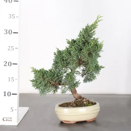 image supplémentaire - GENÉVRIER "JUNIPERUS KISHU"...