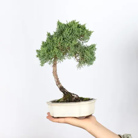 Juniper "juniperus kishu" 2-3