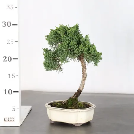 image supplémentaire - Juniper "juniperus kishu" 2-3