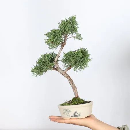 GENÉVRIER "JUNIPERUS KISHU" 2-4