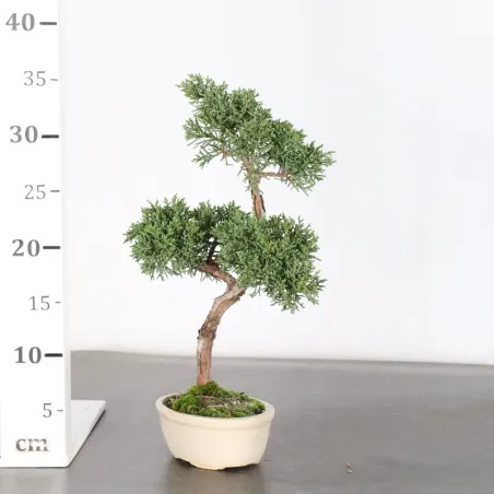 image supplémentaire - Juniper "juniperus kishu" 2-4