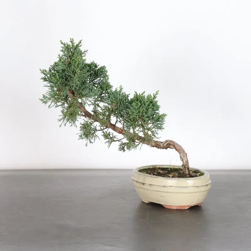 GENÉVRIER "JUNIPERUS KISHU" 2-5