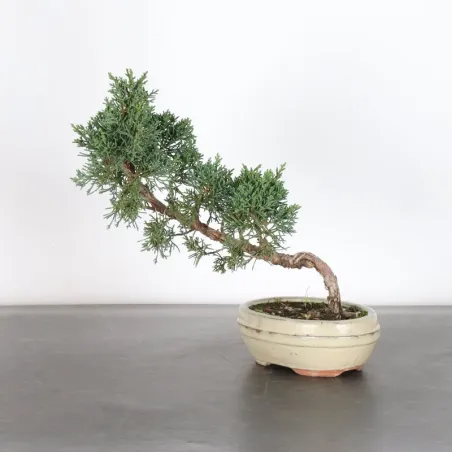 GENÉVRIER "JUNIPERUS KISHU" 2-5