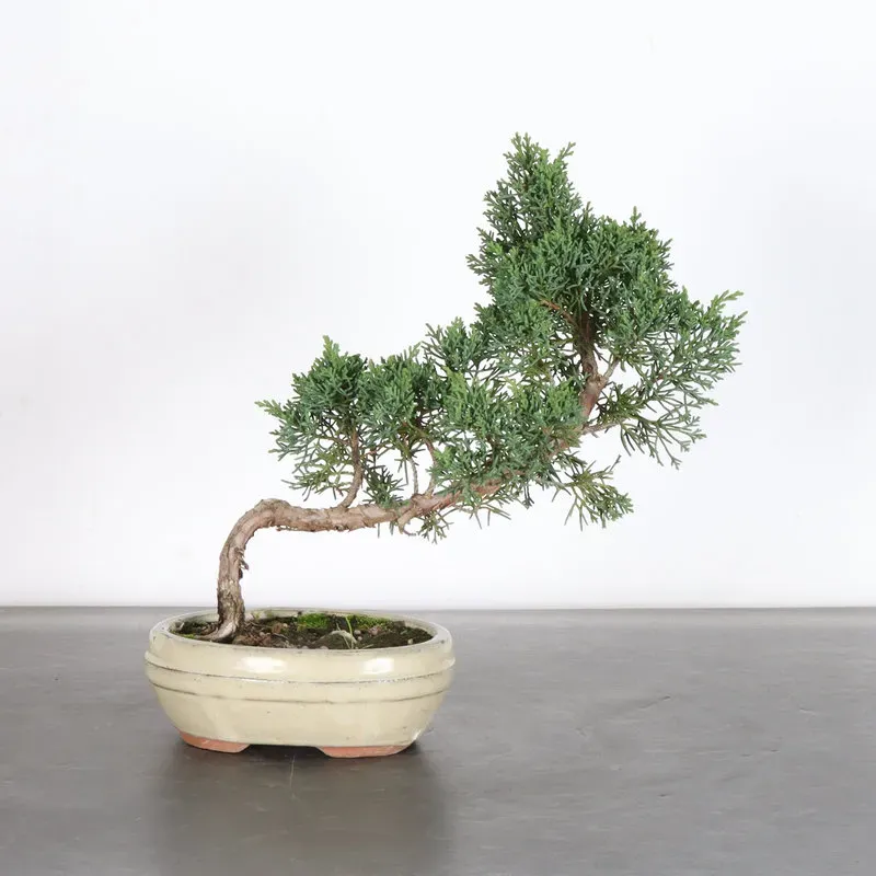 image supplémentaire - GENÉVRIER "JUNIPERUS KISHU"...