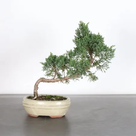 image supplémentaire - GENÉVRIER "JUNIPERUS KISHU"...