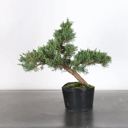 GENÉVRIER "JUNIPERUS KISHU" 2-6
