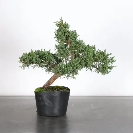 image supplémentaire - GENÉVRIER "JUNIPERUS KISHU"...