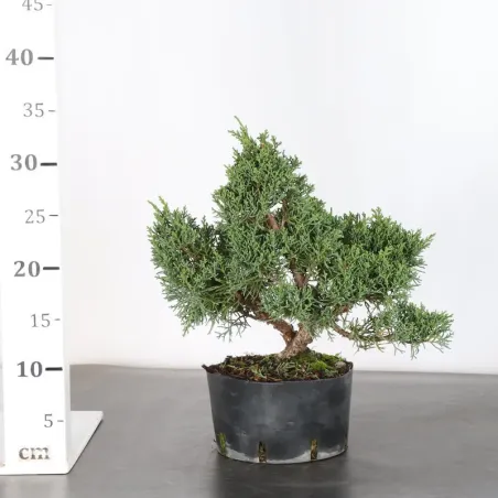 image supplémentaire - GENÉVRIER "JUNIPERUS KISHU"...