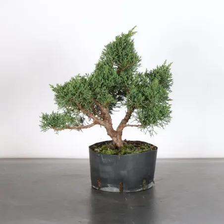 GENÉVRIER "JUNIPERUS KISHU" 2-7