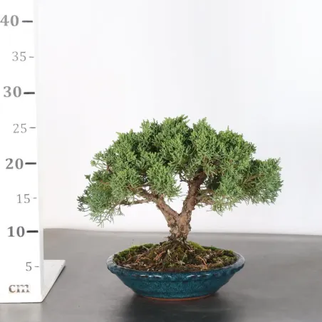 image supplémentaire - GENÉVRIER "JUNIPERUS KISHU"...