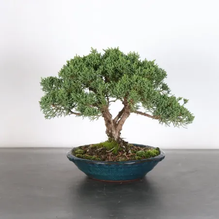 GENÉVRIER "JUNIPERUS KISHU" 2-8