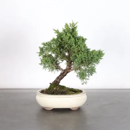 image supplémentaire - GENÉVRIER "JUNIPERUS KISHU"...