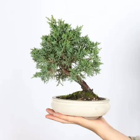GENÉVRIER "JUNIPERUS KISHU" 2-9