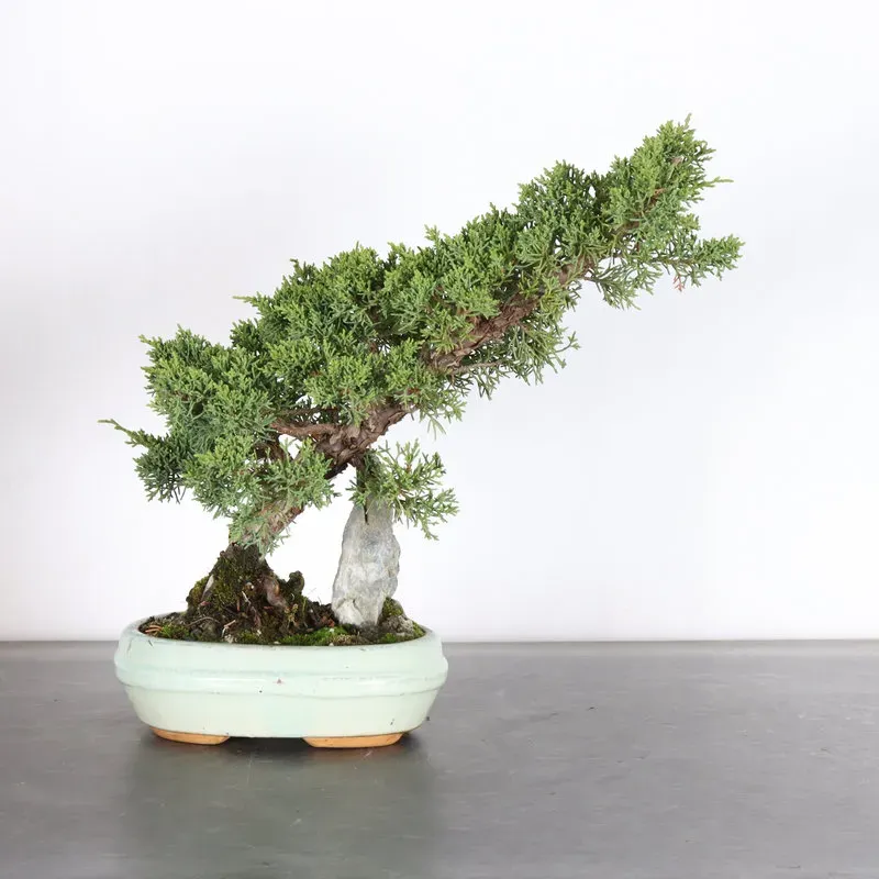 GENÉVRIER "JUNIPERUS KISHU" 2-10