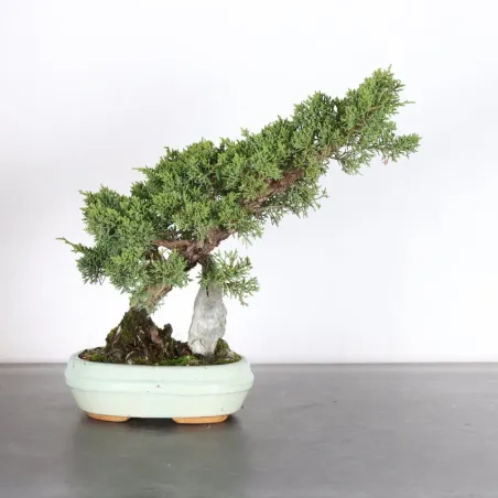 GENÉVRIER "JUNIPERUS KISHU" 2-10