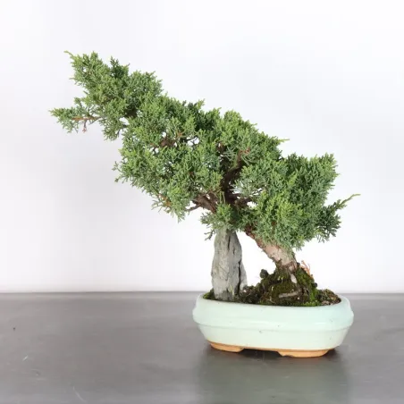 image supplémentaire - GENÉVRIER "JUNIPERUS KISHU"...