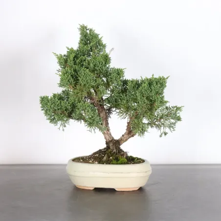 GENÉVRIER "JUNIPERUS KISHU" 2-11