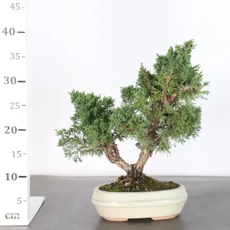 image supplémentaire - GENÉVRIER "JUNIPERUS KISHU"...