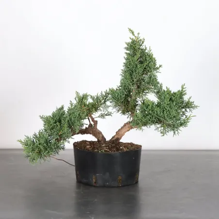 JUNIPER "JUNIPERUS KISHU" 2-12