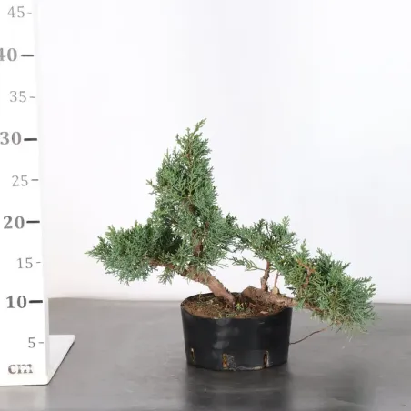 image supplémentaire - JUNIPER "JUNIPERUS KISHU" 2-12