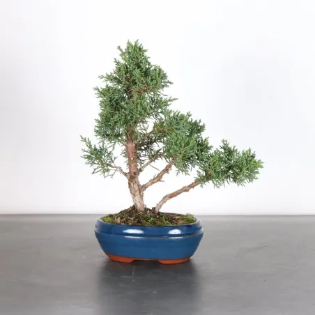 GENÉVRIER "JUNIPERUS KISHU" 2-13
