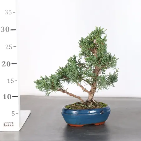 image supplémentaire - GENÉVRIER "JUNIPERUS KISHU"...