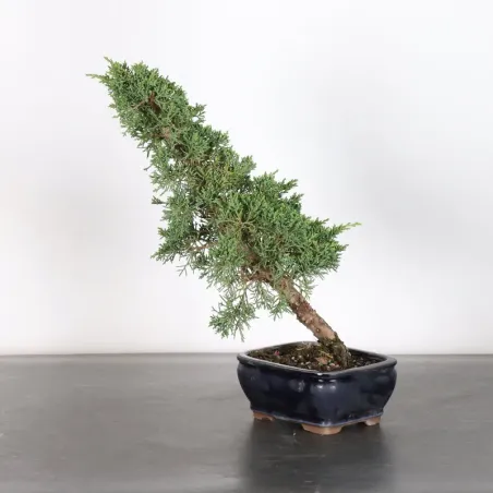 image supplémentaire - GENÉVRIER "JUNIPERUS KISHU"...