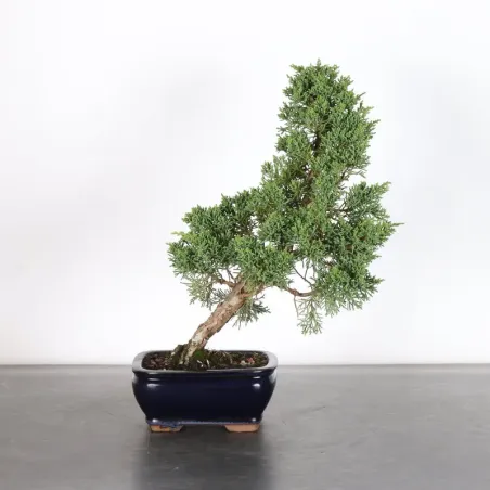 GENÉVRIER "JUNIPERUS KISHU" 2-14