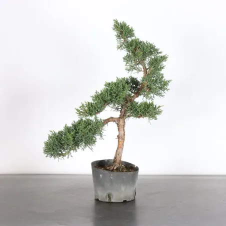 JUNIPER "JUNIPERUS KISHU" 2-15