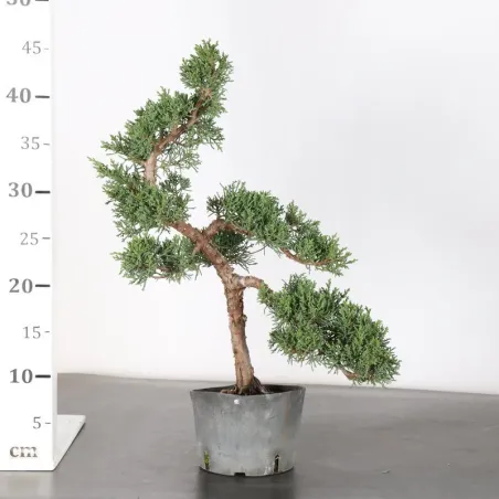image supplémentaire - JUNIPER "JUNIPERUS KISHU" 2-15