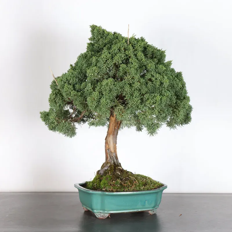 image supplémentaire - GENÉVRIER "JUNIPERUS KISHU"...