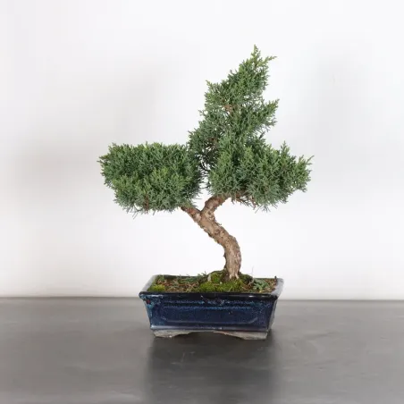 GENÉVRIER "JUNIPERUS KISHU" 3-2