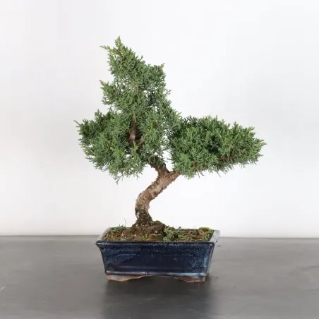 image supplémentaire - Juniper "juniperus kishu" 3-2