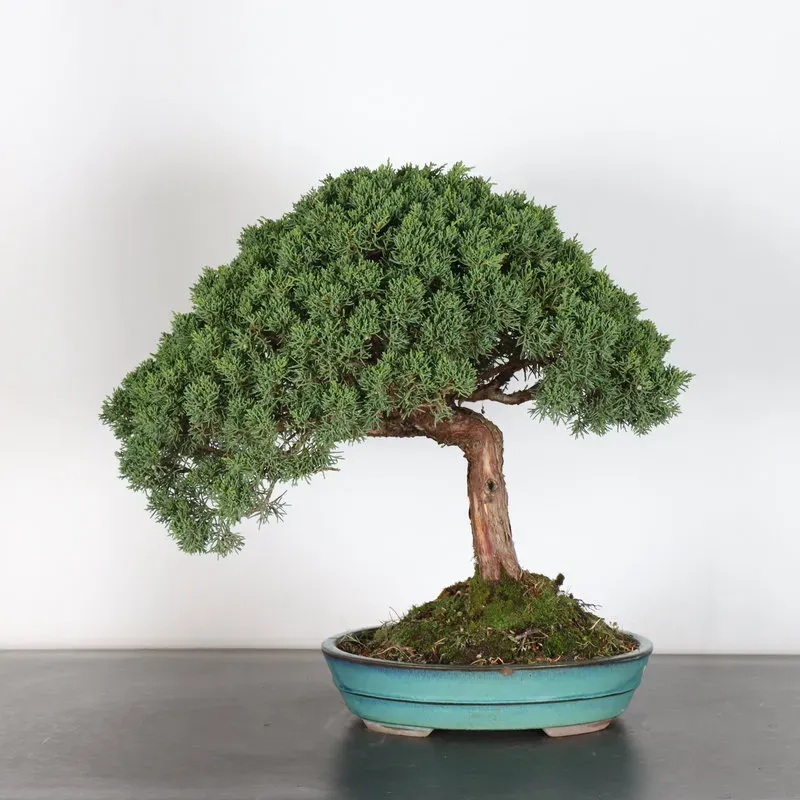 GENÉVRIER "JUNIPERUS KISHU" 3-3 (pot fissuré)