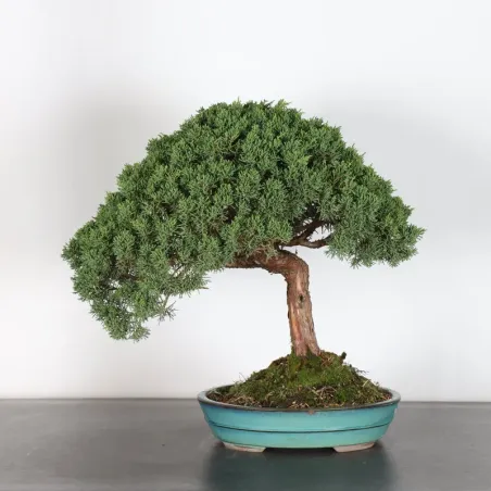 GENÉVRIER "JUNIPERUS KISHU" 3-3 (pot fissuré)
