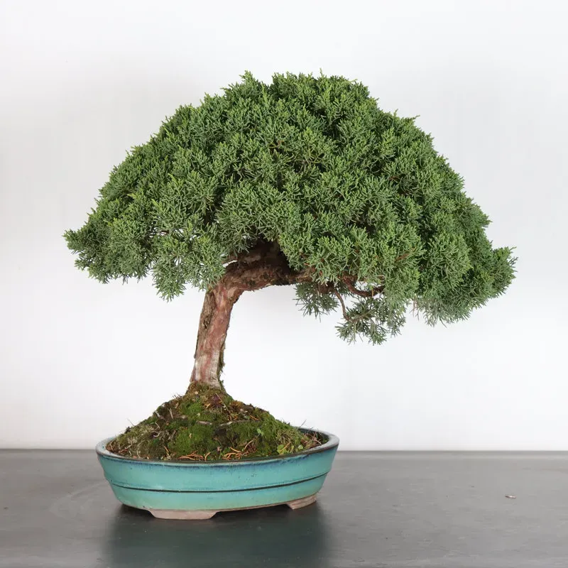 image supplémentaire - GENÉVRIER "JUNIPERUS KISHU"...