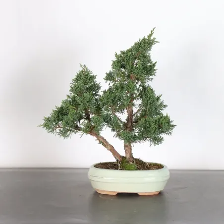Juniper "juniperus kishu" 3-4