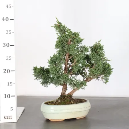 image supplémentaire - GENÉVRIER "JUNIPERUS KISHU"...